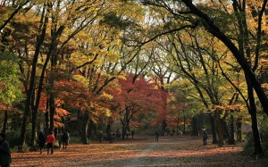 FreeGreatPicture.com-30382-kamo-royal-ancestral-shrine-autumn